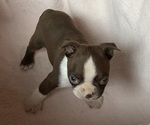 Puppy 4 Boston Terrier