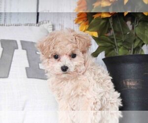 Poochon Puppy for sale in MARIETTA, GA, USA