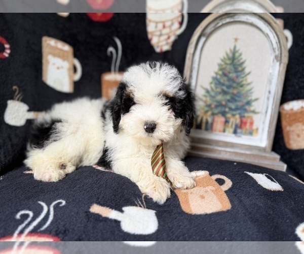 Medium Photo #1 YorkiePoo Puppy For Sale in LAKELAND, FL, USA