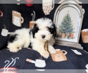 YorkiePoo Puppy for sale in LAKELAND, FL, USA