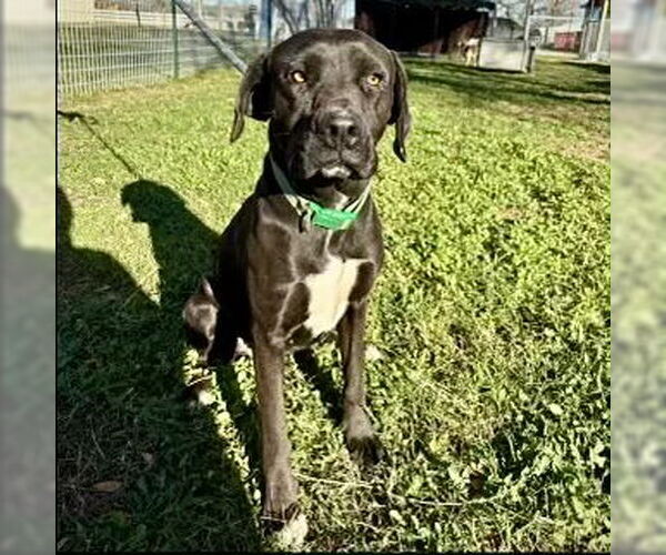 Medium Photo #1 Labrador Retriever-Unknown Mix Puppy For Sale in Dumont, NJ, USA