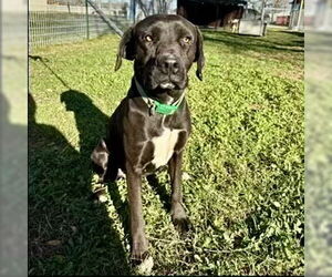Medium Labrador Retriever Mix