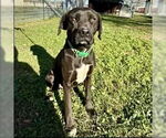 Small Labrador Retriever Mix
