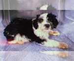 Small Photo #7 Aussiedoodle Miniature  Puppy For Sale in DURHAM, CT, USA