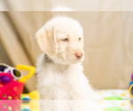 Small Photo #9 Labradoodle Puppy For Sale in PEYTON, CO, USA