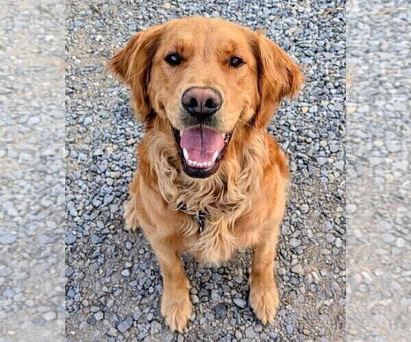 Medium Photo #1 Golden Retriever Puppy For Sale in BONNERS FERRY, ID, USA