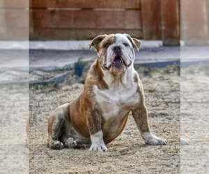 Olde English Bulldogge Puppy for sale in DENVER, CO, USA