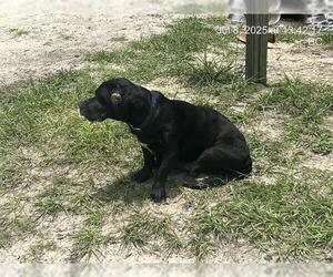 Labrador Retriever-Unknown Mix Dogs for adoption in Ocala, FL, USA