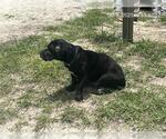 Small Labrador Retriever Mix
