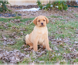 Labrador Retriever Puppy for sale in SYRACUSE, IN, USA