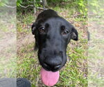 Small #3 Labrador Retriever Mix