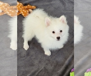 American Eskimo Dog (Toy) Puppy for sale in MARTINSVILLE, IN, USA