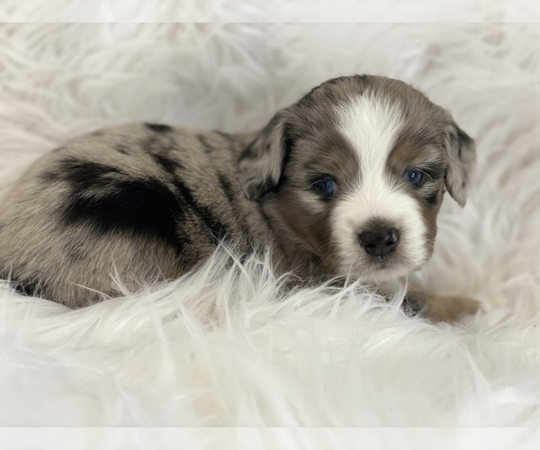 Medium Photo #2 Miniature Australian Shepherd Puppy For Sale in CHULA VISTA, CA, USA