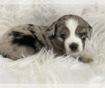 Small Photo #2 Miniature Australian Shepherd Puppy For Sale in CHULA VISTA, CA, USA