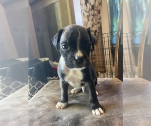 Boxer Puppy for sale in FULTON, MO, USA