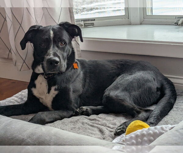 Medium Photo #2 Great Dane-Labrador Retriever Mix Puppy For Sale in Minneapolis, MN, USA