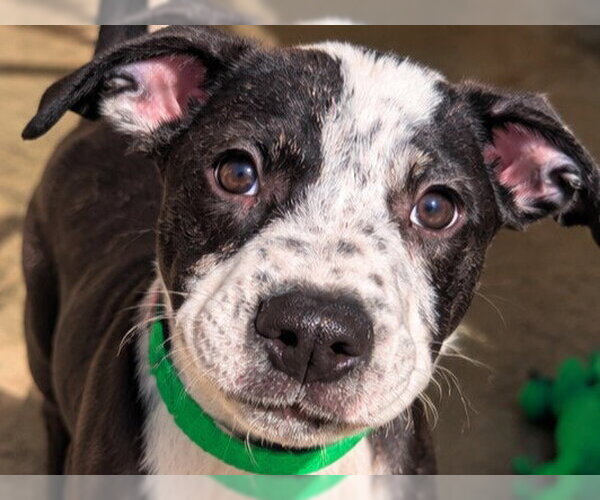 Medium Photo #1 Mutt Puppy For Sale in Redwood City, CA, USA