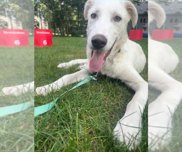 Medium Photo #2 Great Pyrenees-Unknown Mix Puppy For Sale in New London, WI, USA