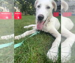 Small #1 Great Pyrenees Mix