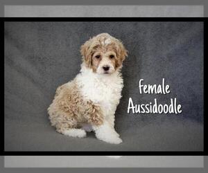 Aussiedoodle Miniature  Puppy for sale in BEECHGROVE, TN, USA