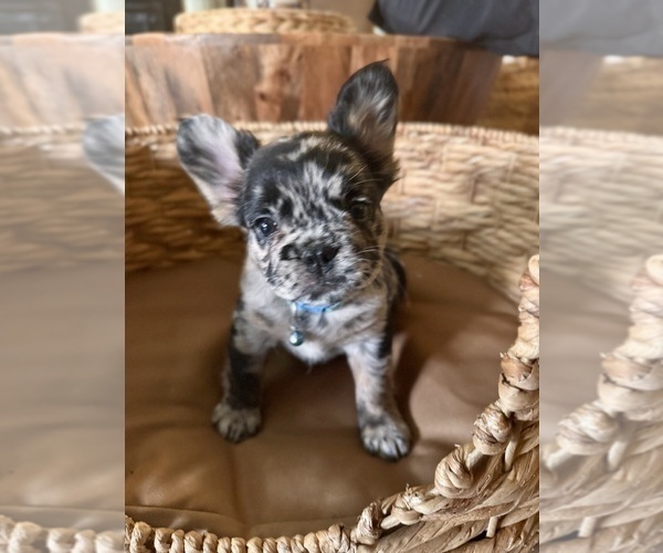 Medium Photo #2 French Bulldog Puppy For Sale in BONNEAU, SC, USA