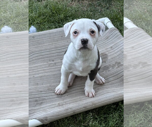 Medium Photo #1 American Pit Bull Terrier-Labrador Retriever Mix Puppy For Sale in Holly Springs, NC, USA