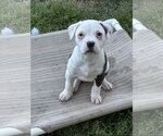 Small American Pit Bull Terrier-Labrador Retriever Mix