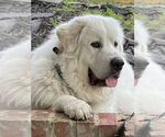 Small Great Pyrenees
