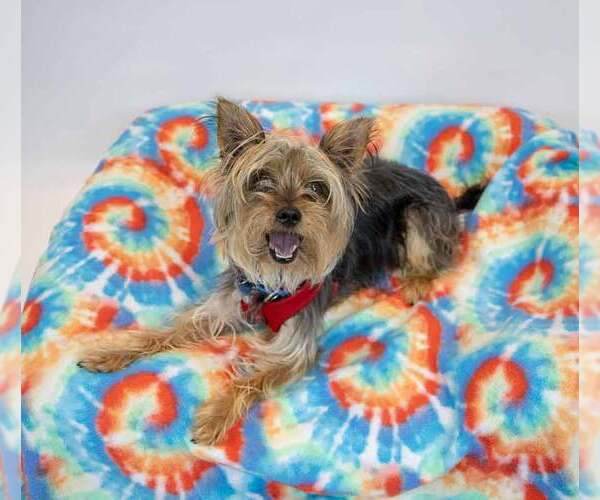 Medium Photo #4 Mutt Puppy For Sale in Kennesaw, GA, USA