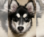 Small Photo #1 Pomsky-Shiba Inu Mix Puppy For Sale in NASHUA, NH, USA