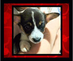 Small Photo #21 Cowboy Corgi Puppy For Sale in GALLEGOS, NM, USA