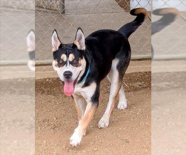 Medium Photo #2 American Pit Bull Terrier-Siberian Husky Mix Puppy For Sale in Plano, TX, USA