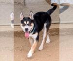 Small #1 American Pit Bull Terrier-Siberian Husky Mix
