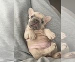 Small Photo #11 French Bulldog Puppy For Sale in FREDERICK, MD, USA