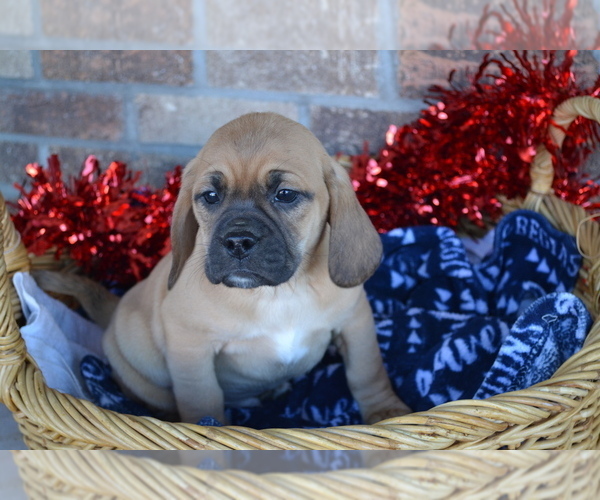 Medium Photo #14 Jug Puppy For Sale in GREENWOOD, WI, USA