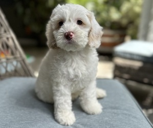 Maltese Puppy for sale in ELK GROVE, CA, USA