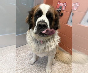 Saint Bernard-Unknown Mix Dogs for adoption in Fort Collins, CO, USA