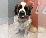 Small Saint Bernard Mix