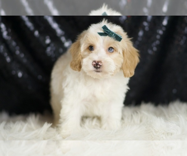 Medium Photo #2 Yorkipoo Puppy For Sale in WARSAW, IN, USA