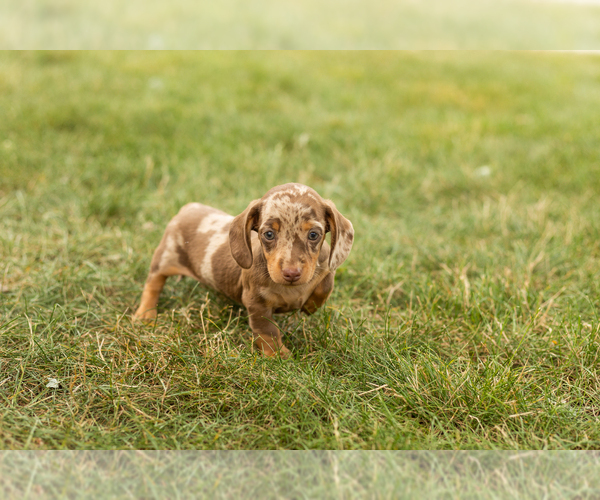 Medium Photo #2 Dachshund Puppy For Sale in NAPPANEE, IN, USA