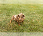 Small #1 Dachshund
