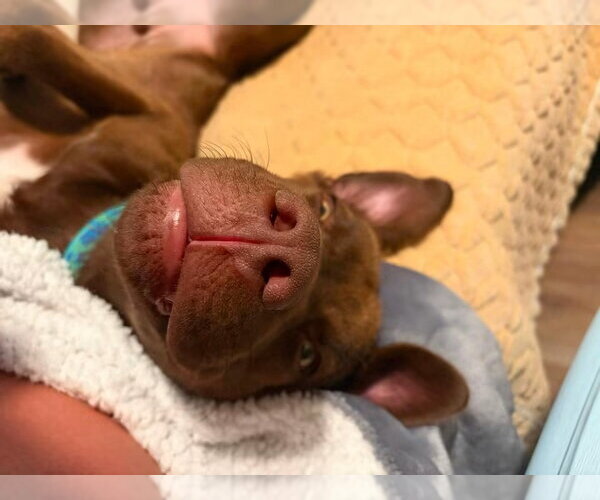 Medium Photo #4 Labrador Retriever-Unknown Mix Puppy For Sale in Germantown, OH, USA