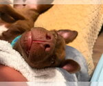 Small #3 Labrador Retriever Mix