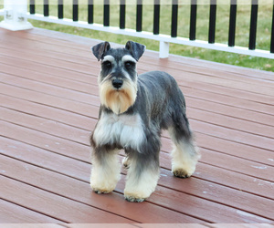 Father of the Schnauzer (Miniature) puppies born on 01/25/2025