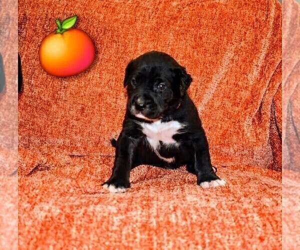 Medium Photo #3 Presa Canario Puppy For Sale in PHILADELPHIA, PA, USA