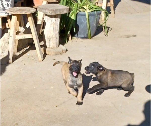 Medium Photo #4 Belgian Malinois Puppy For Sale in SAN FERNANDO, CA, USA