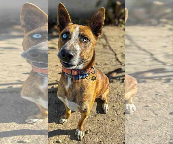 Medium Photo #1 German Shepherd Dog-Unknown Mix Puppy For Sale in Saegertown , PA, USA