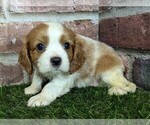 Small #6 Cavalier King Charles Spaniel