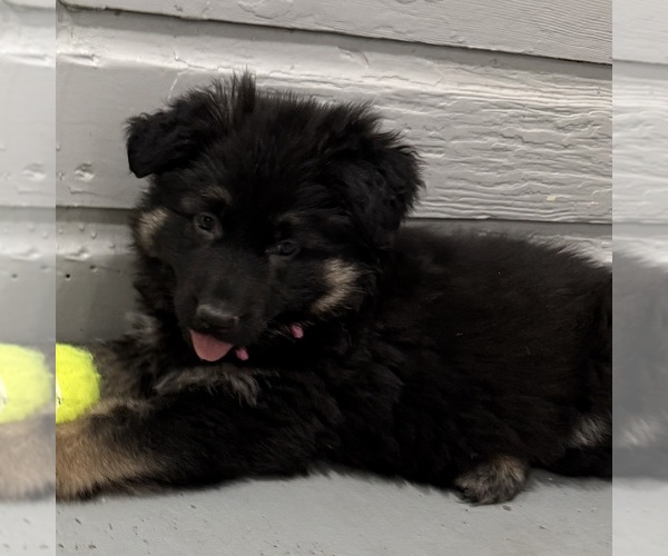 Medium Photo #5 German Shepherd Dog Puppy For Sale in BRIGHTON, CO, USA