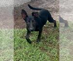 Small #1 Labrador Retriever